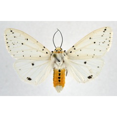 /filer/webapps/moths/media/images/P/punctulatum_Micralarctia_AF_NHMO.jpg