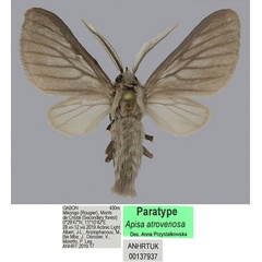 /filer/webapps/moths/media/images/A/atrovenosa_Apisa_PTM_ANHRT.jpg