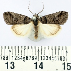 /filer/webapps/moths/media/images/M/metaleuca_Authadistis_AM_BMNH_01.jpg