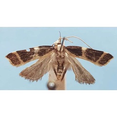 /filer/webapps/moths/media/images/O/ochrizona_Torodora_HT_MNHN.jpg