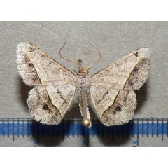 /filer/webapps/moths/media/images/A/angolaria_Chiasmia_A_Goff.jpg