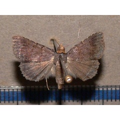 /filer/webapps/moths/media/images/F/flaviceps_Plecoptera_A_Goffa_01.JPG