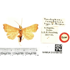 /filer/webapps/moths/media/images/C/camptocera_Paralephana_HT_BMNH.jpg