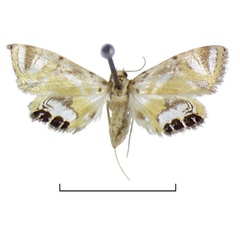/filer/webapps/moths/media/images/C/cameroonensis_Eoophyla_HT_BMNH.jpg