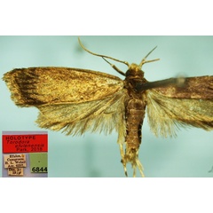 /filer/webapps/moths/media/images/E/efulenensis_Torodora_HT_CMP.jpg