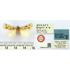 /filer/webapps/moths/media/images/G/gazelli_Nyodes_HT_BMNH.jpg