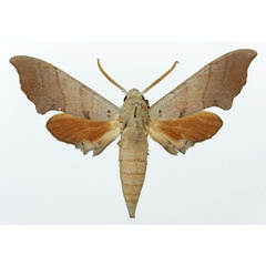 /filer/webapps/moths/media/images/C/coryndoni_Polyptychus_AM_Basquin_01.jpg