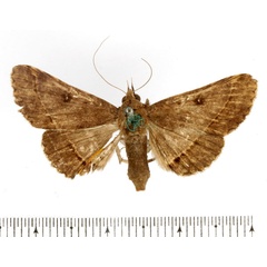 /filer/webapps/moths/media/images/F/fumipennis_Tatorinia_AF_BMNH_02.jpg