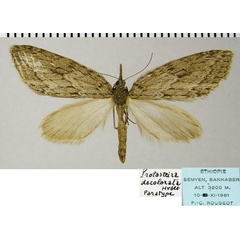/filer/webapps/moths/media/images/D/decolorata_Protosteira_PTF_ZSMa.jpg