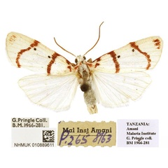 /filer/webapps/moths/media/images/U/usambara_Cyana_AM_BMNH.jpg