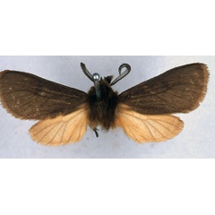 /filer/webapps/moths/media/images/F/fuscorufescens_Metarctia_HT_BMNH_01.jpg