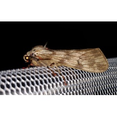 /filer/webapps/moths/media/images/R/rhodophaea_Teracotona_A_Akite_01.jpg