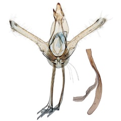 /filer/webapps/moths/media/images/B/butleri_Ptychopseustis_GMPT_BMNH.jpg