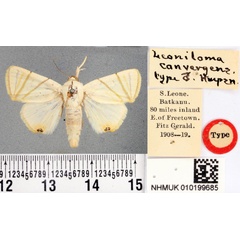 /filer/webapps/moths/media/images/C/convergens_Leoniloma_HT_BMNH.jpg