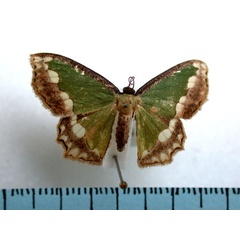 /filer/webapps/moths/media/images/S/subfuscata_Bathycolpodes_A_Revell.jpg
