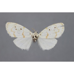 /filer/webapps/moths/media/images/A/additica_Cyana_HT_BMNH.jpg