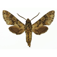 /filer/webapps/moths/media/images/M/micra_Poliana_AM_Basquin_03.jpg