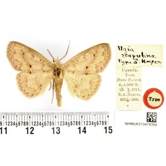 /filer/webapps/moths/media/images/S/scopulina_Ugia_HT_BMNH.jpg