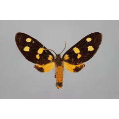 /filer/webapps/moths/media/images/B/butleri_Dubianaclia_A_BMNH.jpg