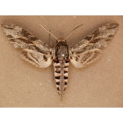 /filer/webapps/moths/media/images/C/convolvuli_Agrius_A_Butler.jpg
