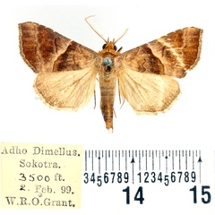 /filer/webapps/moths/media/images/S/subcupralis_Radara_AM_BMNH_01.jpg