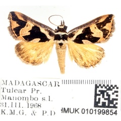 /filer/webapps/moths/media/images/P/pagenstecheri_Parafodina_AM_BMNH_01.jpg