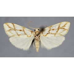 /filer/webapps/moths/media/images/C/clathrata_Paulianosia_PT_BMNH.jpg