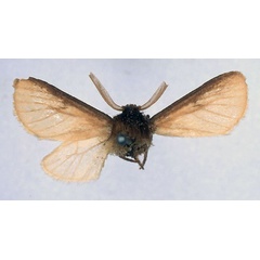/filer/webapps/moths/media/images/S/salmonea_Metarctia_HT_BMNH_01.jpg