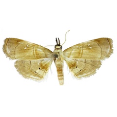 /filer/webapps/moths/media/images/P/preciosalis_Trichophysetis_AM_BMNH.jpg