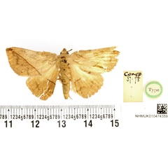 /filer/webapps/moths/media/images/P/prompta_Obba_HT_BMNH.jpg