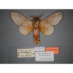 /filer/webapps/moths/media/images/M/meridionalis_Gastroplakaeis_A_RMCA_02.jpg