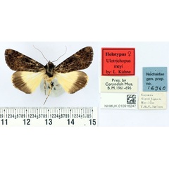 /filer/webapps/moths/media/images/M/meyi_Ulotrichopus_HT_BMNH.jpg