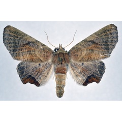 /filer/webapps/moths/media/images/H/homoeosema_Episparis_AF_NHMO.jpg