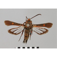 /filer/webapps/moths/media/images/E/erythropis_Erismatica_HT_BMNH.jpg