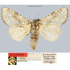/filer/webapps/moths/media/images/P/polioides_Dasychira_AT_MNHN.jpg