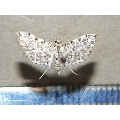 /filer/webapps/moths/media/images/F/foedalis_Metoeca_A_Goffa_01.jpg