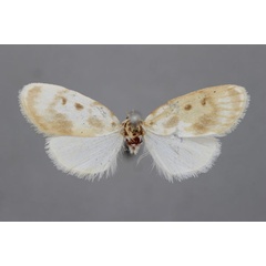 /filer/webapps/moths/media/images/T/torrida_Cyana_A_BMNH.jpg
