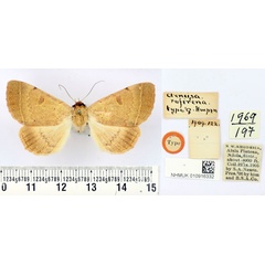 /filer/webapps/moths/media/images/R/rufirena_Ctenusa_HT_BMNH.jpg