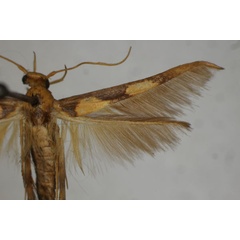 /filer/webapps/moths/media/images/C/clarkei_Stathmopoda_A_BMNH.jpg