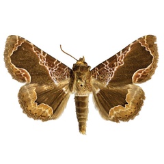 /filer/webapps/moths/media/images/O/opulenta_Calligraphidia_AM_ZMJU.jpg