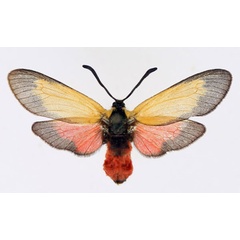 /filer/webapps/moths/media/images/O/ochreipennis_Epiorna_AF_TMSA.jpg