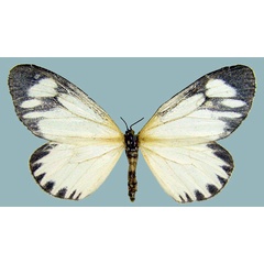 /filer/webapps/moths/media/images/V/variegata_Aletis_AF_ZSM.jpg