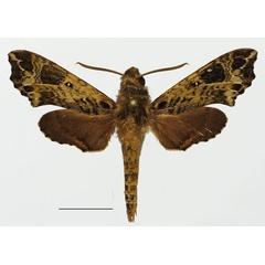 /filer/webapps/moths/media/images/T/trapezoidea_Temnora_AM_Basquin_02a.jpg