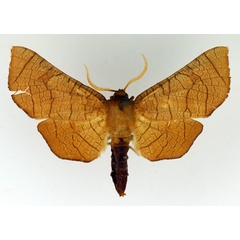 /filer/webapps/moths/media/images/D/dawsoni_Chrysotypus_AF_TMSA.jpg