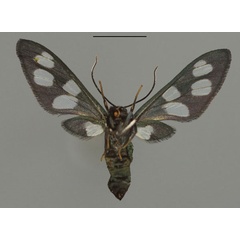/filer/webapps/moths/media/images/C/cuckoolandia_Amata_PTF_ZSMb.jpg