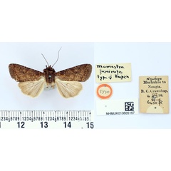 /filer/webapps/moths/media/images/F/fuscirufa_Polia_HT_BMNH.jpg