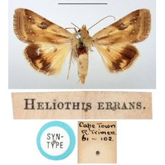 /filer/webapps/moths/media/images/E/errans_Heliothis_ST_BMNH.jpg