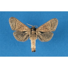 /filer/webapps/moths/media/images/O/odzalaensis_Haberlandia_PTF_RMCA.jpg