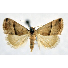 /filer/webapps/moths/media/images/M/mesophaea_Eublemma_AF_NHMO.jpg