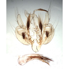 /filer/webapps/moths/media/images/P/phaea_Leucania_GM_BMNH_3178.jpg